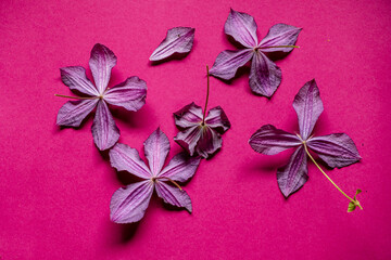 Fototapeta na wymiar purple clematis on the pink background