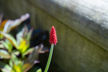 close-up of colourful blooming summer flower