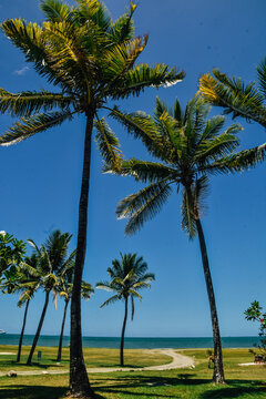 Foto de unas palmeras en la playa de Nadi, Fiji.