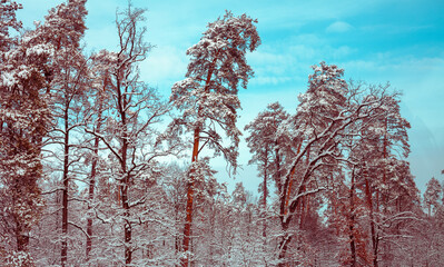 Forest covered with snow in winter. Pine forest in winter after heavy snowfall. Winter nature landscape