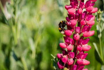 pink lupine in the garden