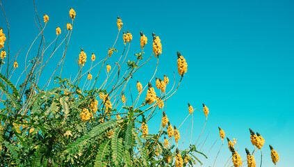 Flowering Senna didymobotrya bushes against clear blue sky in autumn Nature background - obrazy, fototapety, plakaty