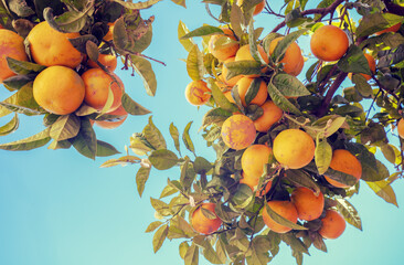 Branches with ripe oranges against a blue sky