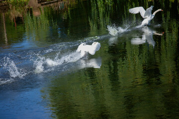 Two swans taking off on river Avon,  Bidford-on-Avon, Warwickshire, England