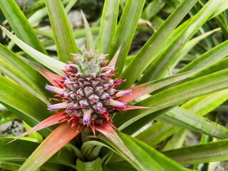 Pineapple flower and fruit growing in a traditional Acores greenhouse plantation. Sao Miguel Island. Portugal. Azores
