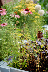 summer garden with different plants