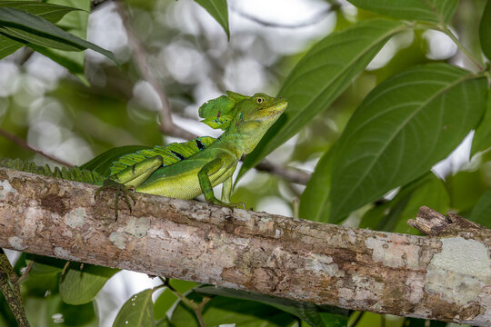 Jesus Christ lizard (Basiliscus plumifrons) on a branch, Cahuita National Park, Costa Rica