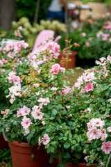 Fototapeta na wymiar pink roses in the pot