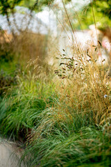 ornamental grass in the garden
