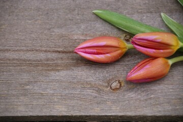 tulpen glückwunschkarte