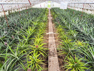 Obraz premium Path in a greenhouse with growing pineapples. pineapple plantations on the island of San Miguel. Azores. Portugal.