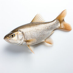 Fototapeta premium fish on white background