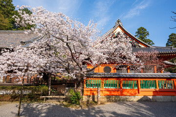 Cherry blossom in Bishamon-do Temple. Kyoto, Japan.