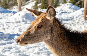 A close-up with the profile of a female deer (Cervidae)