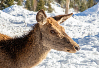 A close-up with the profile of the head of a female Carpathian deer (Cervus Elaphus).