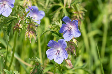 close-up of colourful blooming summer flower
