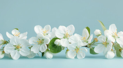 Blossom Serenity: White Apple Tree Blossoms - Light Pastel Blue Background