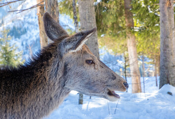 Head profile of a female Cervus elaphus