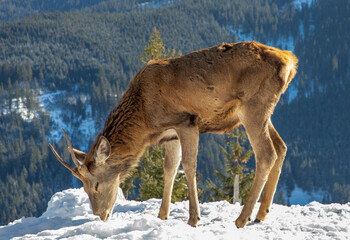 A young male Carpathian deer at the deer farm in Darmoxa - Romania
