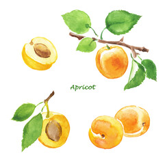Watercolor hand painted illustration of  apricot, apricots, peach , fruits, apricot branch,sweet food, watercolor illustration,	