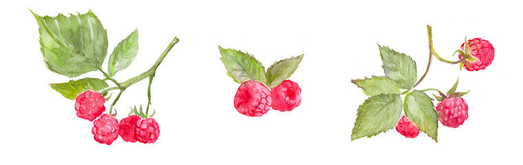 Watercolor hand painted illustration of raspberries , raspberry branches, red berries, watercolor...