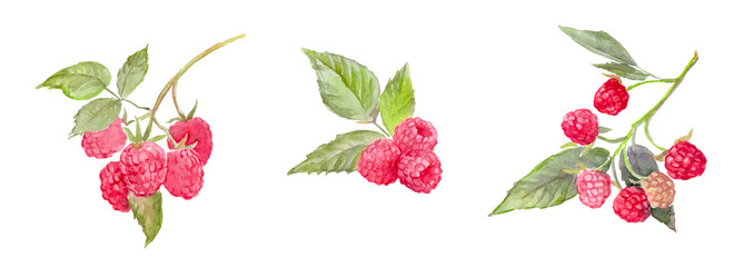 Watercolor hand painted illustration of raspberries , raspberry branches, red berries, watercolor food illustrations	