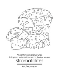 Stromatolite formations from the Archean Eon are ancient microbial structures in layered sediment, formed in shallow waters. Black and white illustration