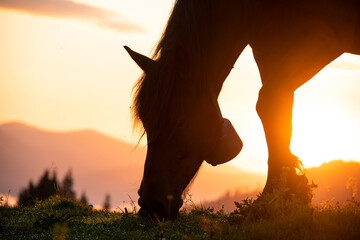 A horse grazes on a green meadow in the mountains at dawn. Magnificent view of the mountains in the...