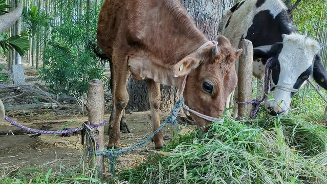 A panoramic view of domestic cows and calves eating or grazing green grass in the morning