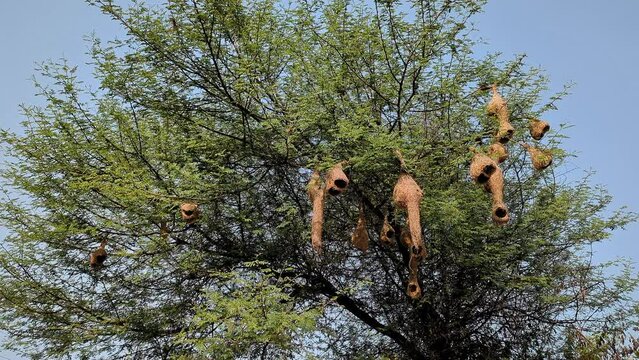 Asian baya weaver or Ploceus philippinus nests hang high on the thorny tree branches