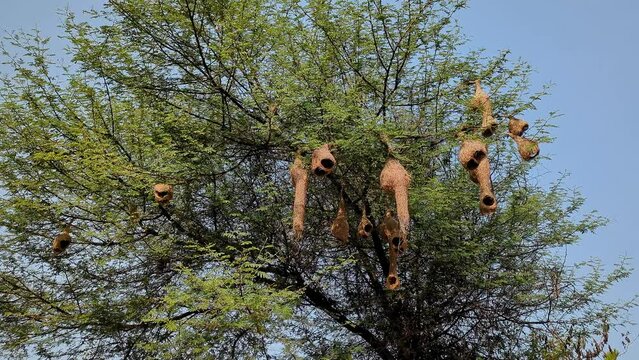 Asian baya weaver or Ploceus philippinus nests hang high on the thorny tree branches