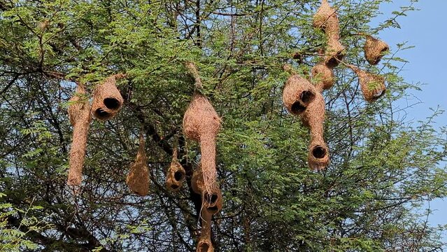 Asian baya weaver or Ploceus philippinus nests hang high on the thorny tree branches