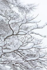White snow on dark tree branches against overcast sky