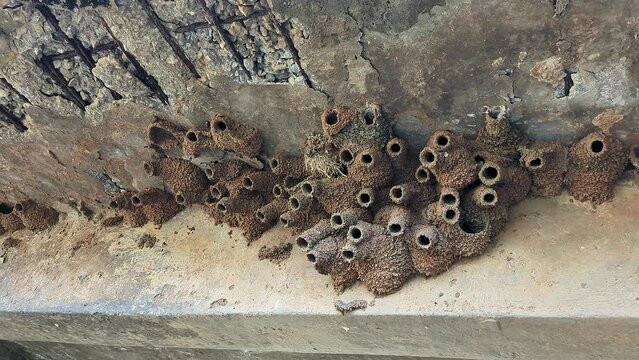 Panoramic view of unique mud nests of swallow birds or Hirundo rustica beneath a canal bridge