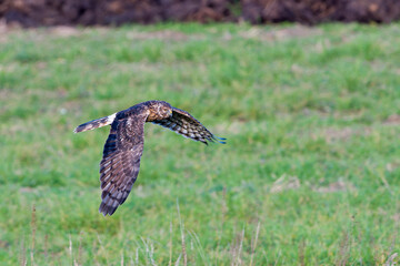 Weibliche Kornweihe ( Circus cyaneus )	im Flug