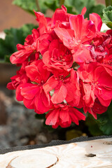 close-up of colourful blooming summer flower