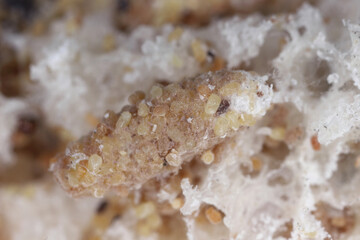European grain worm or European grain moth (Nemapogon granella). The cocoon in which the pupa is located.