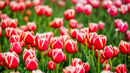 A flowerbed of fresh beautiful red tulips close-up. Spring and summer, beauty and care. Banner