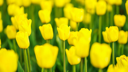 Banner yellow tulips. Spring concept, Easter, March 8