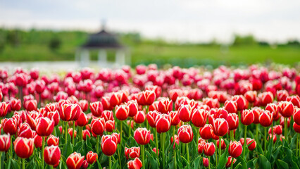 Colorful holiday, birthday, March 8th. Panoramic background with spring flowers and tulips, red, yellow, white, Keukenhof flower garden, Netherlands, Holland