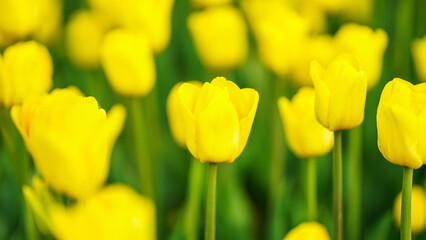 Blooming yellow tulips. Spring floral background. Field of bright beautiful tulips close-up. Colorful tulips at the flower festival in Holland. long banner