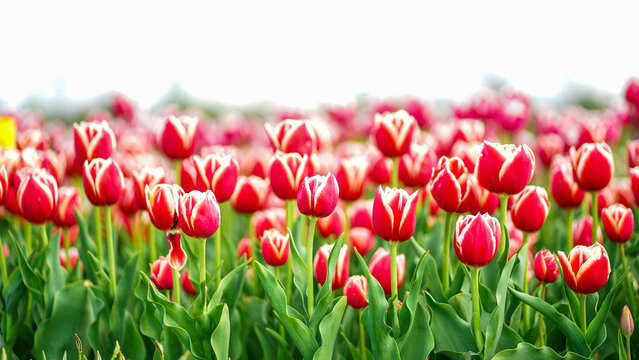 Panoramic landscape of red and white blooming tulips in Holland, Netherlands in spring, illuminated by the sun - Close up panorama of Tulip flowers in the background