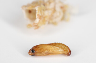 European grain worm or European grain moth (Nemapogon granella). Developmental stage - pupa.