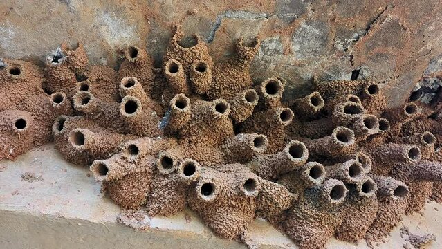 Panoramic view of unique mud nests of swallow birds or Hirundo rustica beneath a canal bridge