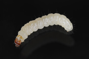 European grain worm or European grain moth (Nemapogon granella). Caterpillar - larva.