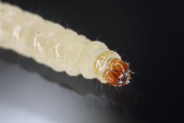 European grain worm or European grain moth (Nemapogon granella). Caterpillar - larva.