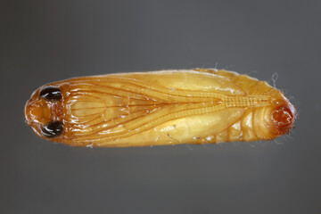 European grain worm or European grain moth (Nemapogon granella). Developmental stage - pupa.