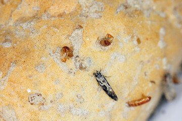 European grain worm or European grain moth (Nemapogon granella). Moth and pupal moults extending from the bread roll in which the caterpillars lived.