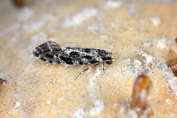 European grain worm or European grain moth (Nemapogon granella). A moth on a bun in which caterpillars lived.