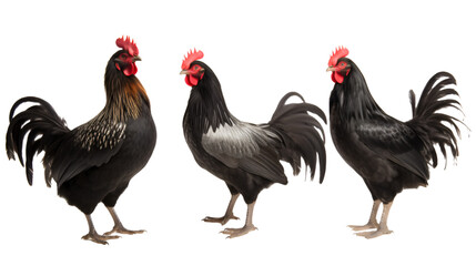 black roosters with a red comb standing on transparent background. 